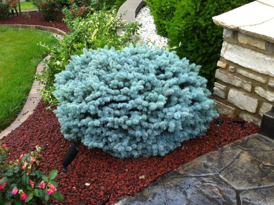 Ель Блю Болл