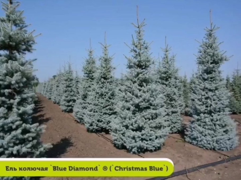 Ель колючая Picea pungens Blue Diamond