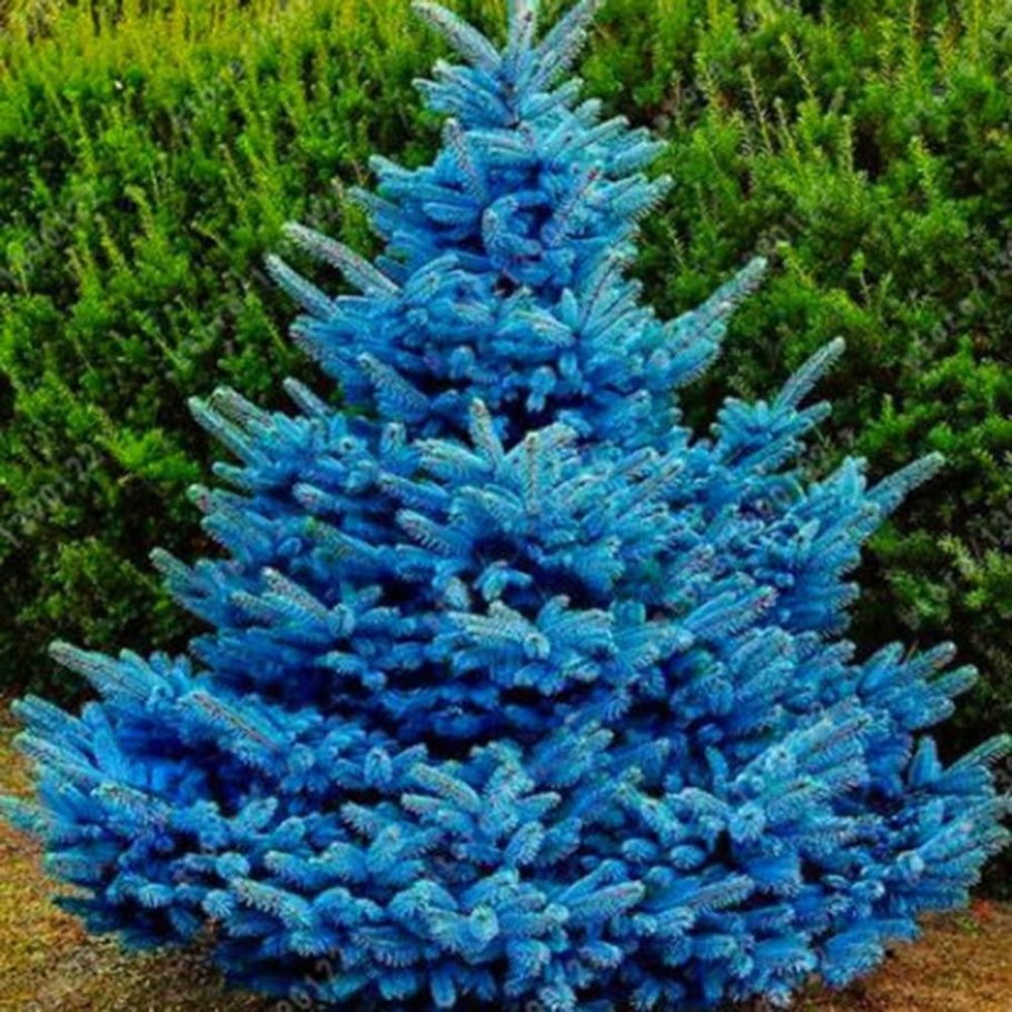 Ель колючая Глаука Маджестик