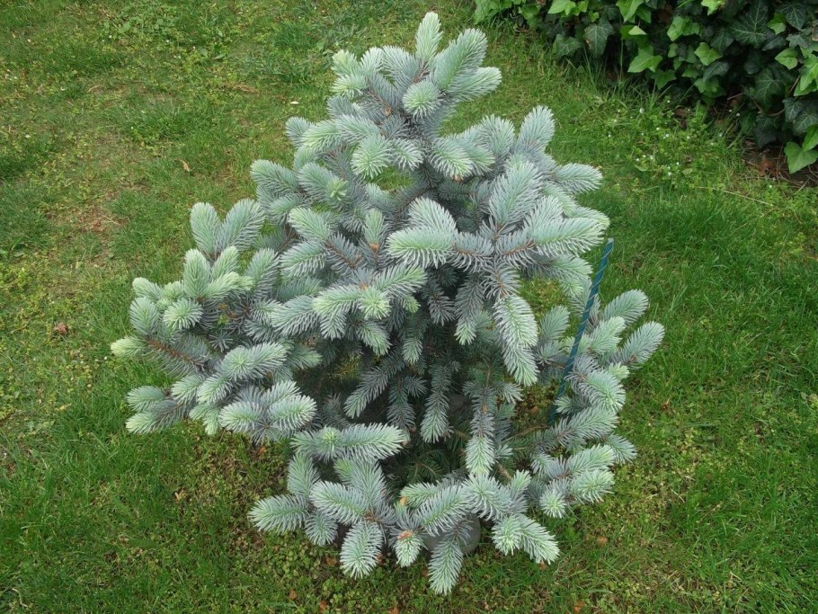 Ель колючая Блю Даймонд