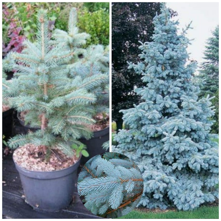 Ель Блю Даймонд