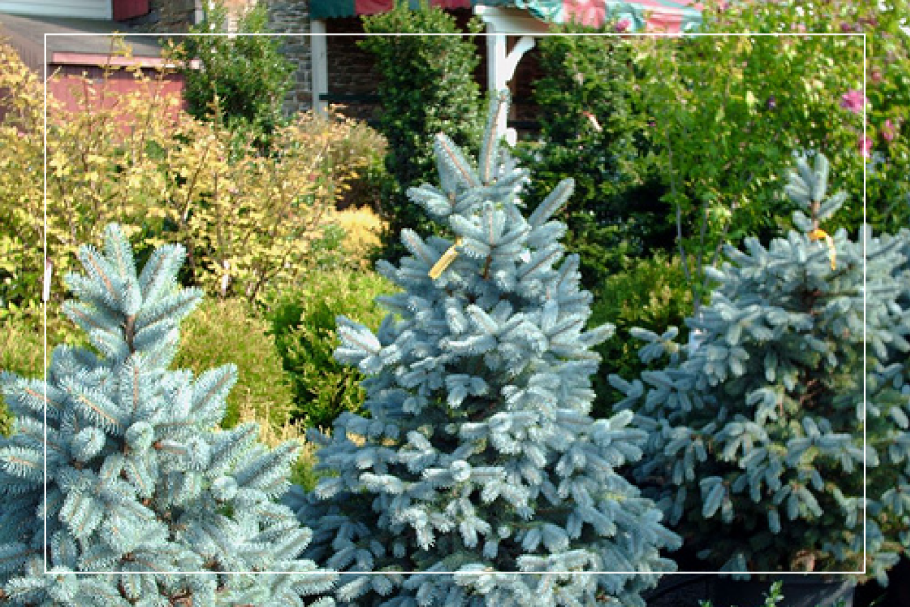 Ель колючая (Picea pungens) Блю Даймонд