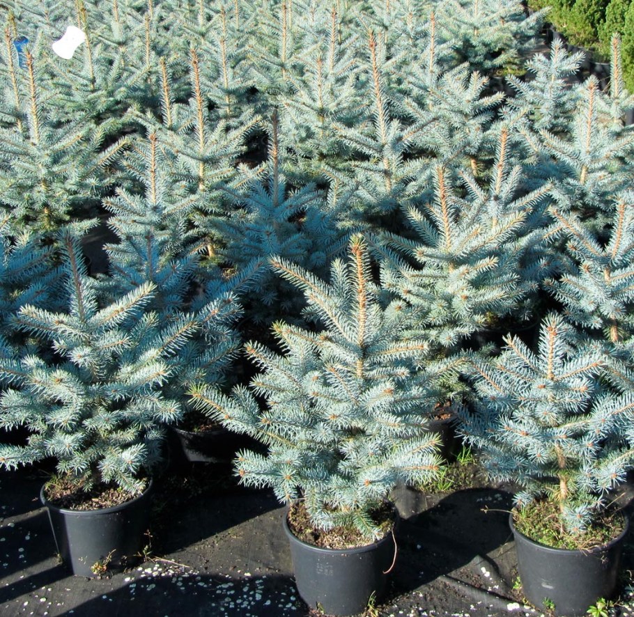 Елка Мисти Блю