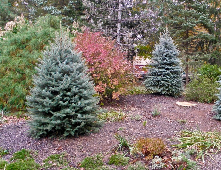 Ель голубая Блю Даймонд