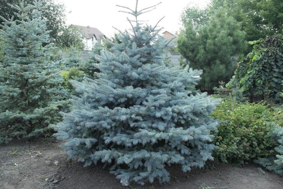 Ель колючая Глаука Глобоза