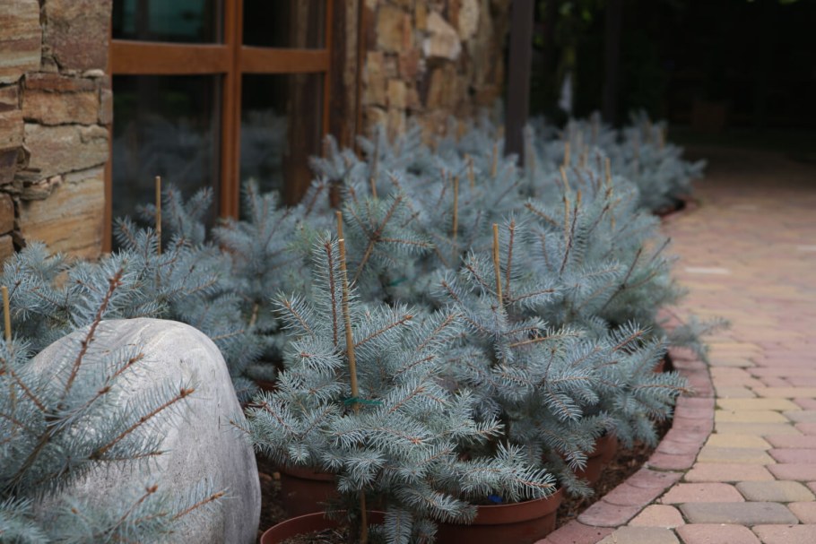 Блу Даймонд голубая ель