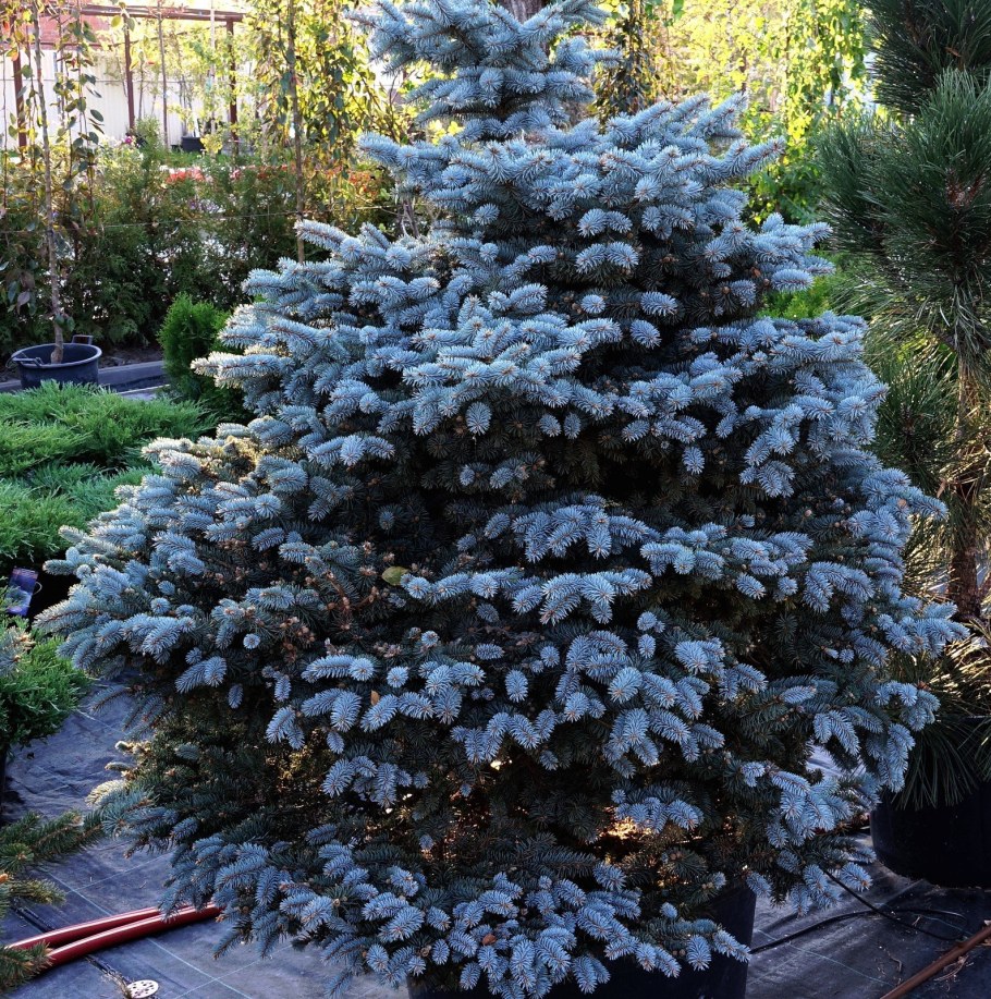 Ель колючая Глаука Маджестик