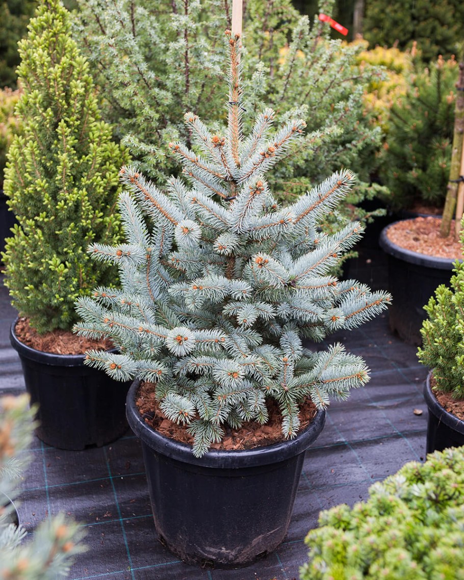 Ель колючая "Blue Mountain" (Блю Маунтин)