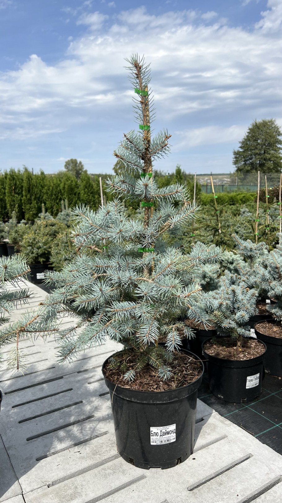 Ель колючая Blue Diamond ветка