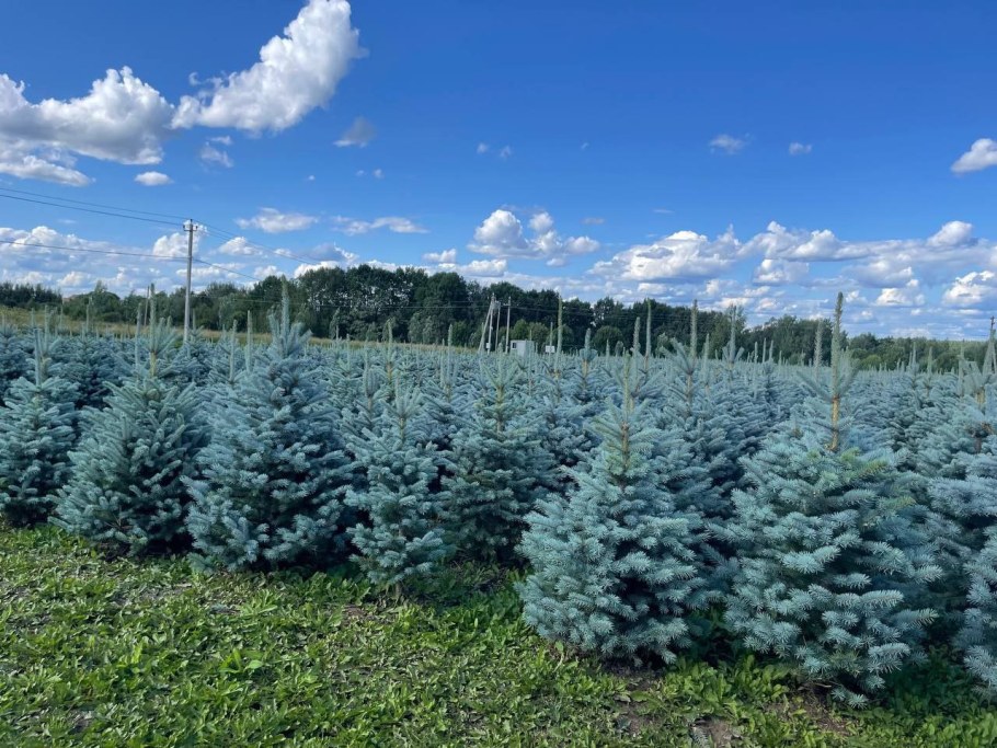 Ель колючая Блю Даймонд