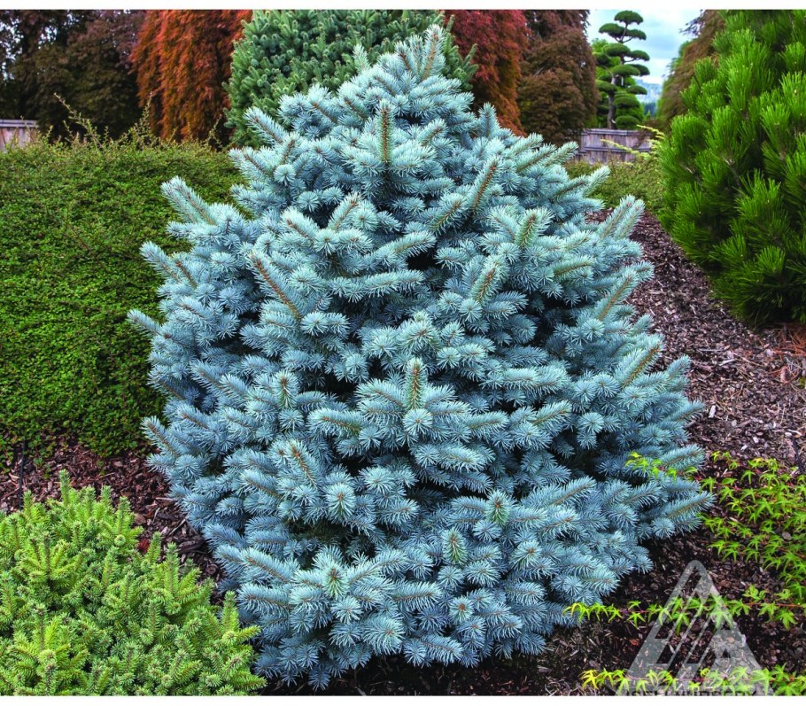 Ель колючая Сандерс Блю