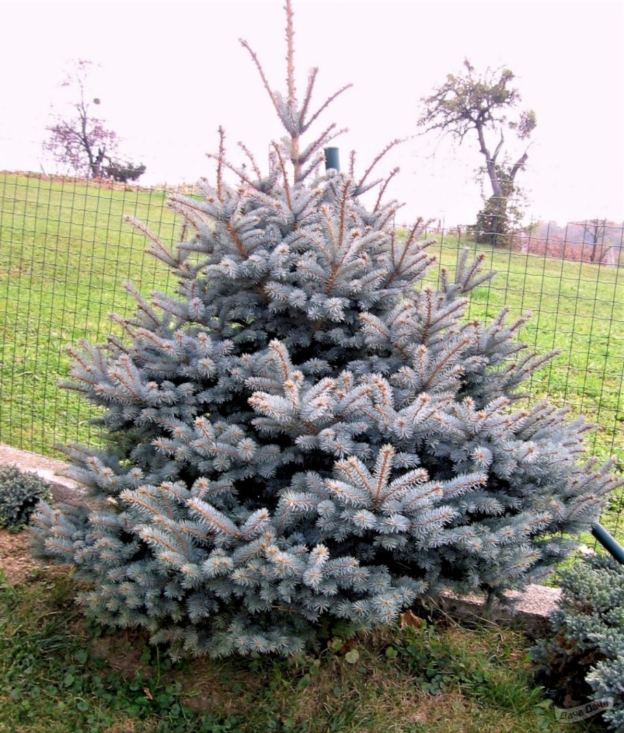 Ель голубая Блю Даймонд