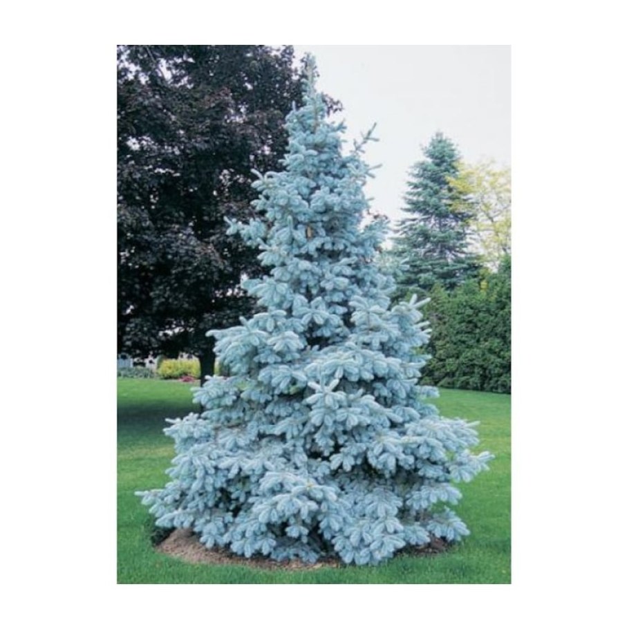 Ель колючая Глаука Мисти Блю