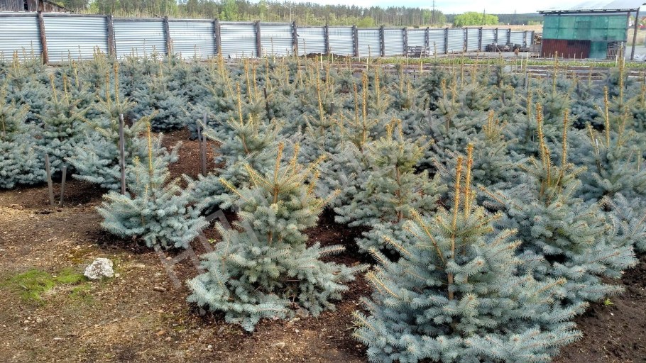 Ель колючая Балатон