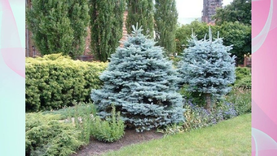 Ель колючая Глаука