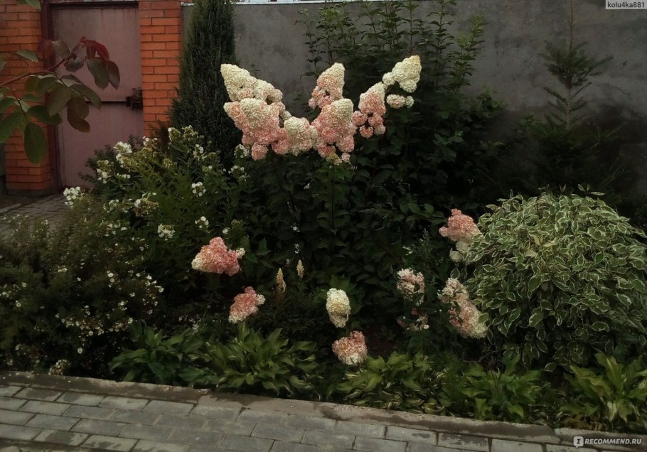 Гортензия метельчатая Ванилла Фрейз