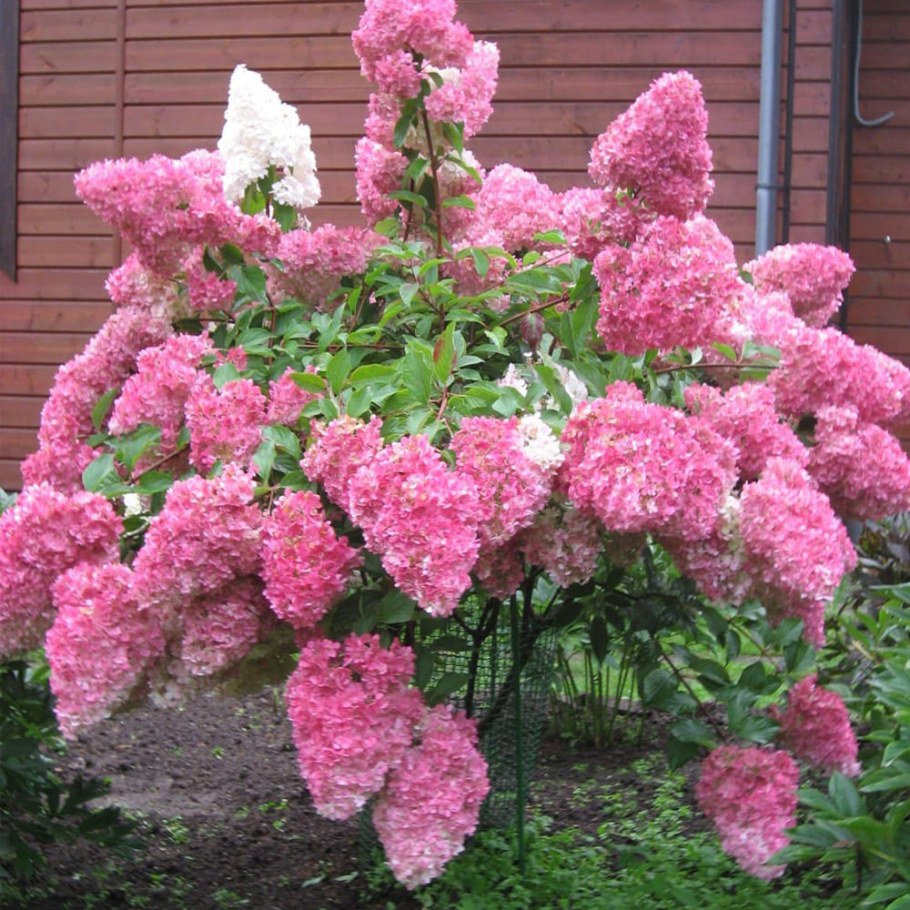 Гортензия метельчатая Ванилла Фрасс