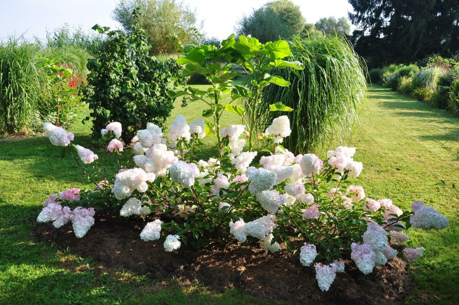 Гортензия Ванилла Фрейз компаньоны