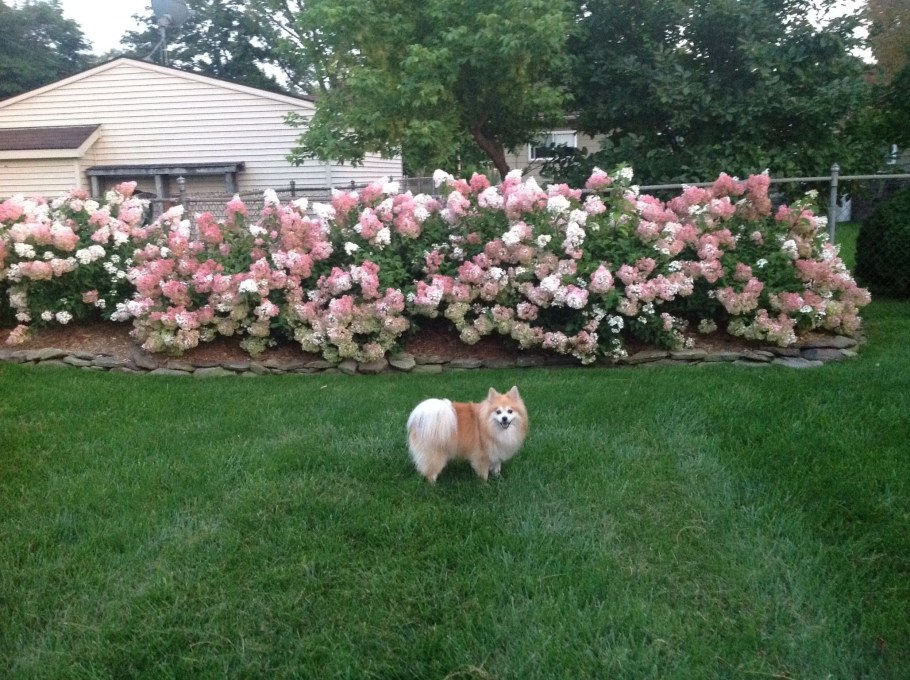 Гортензия метельчатая Ванилла