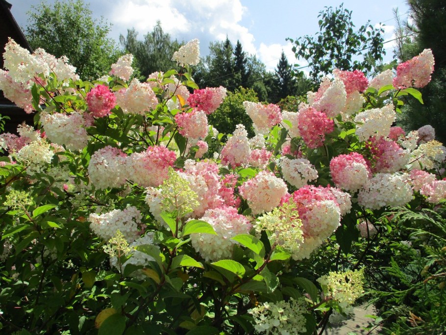 Гортензия метельчатая Vanille Fraise (Ванилла Фрейз)