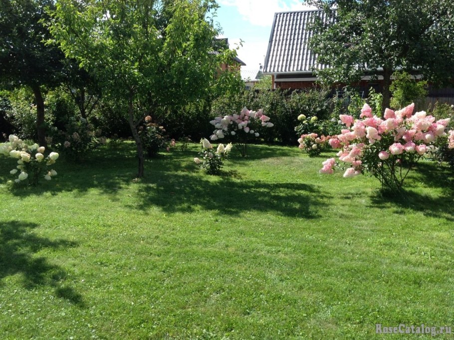 Гортензия метельчатая Мельба