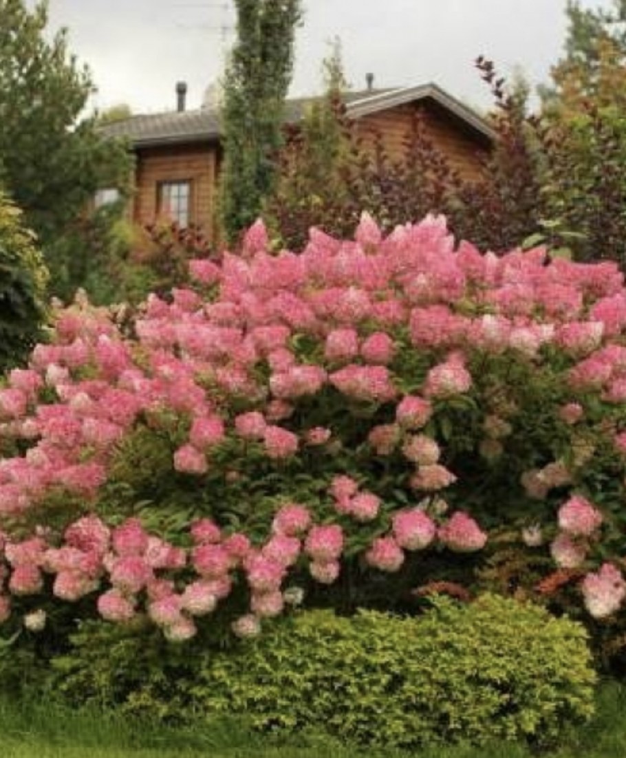 Гортензия метельчатая Мэджикал Свит саммер