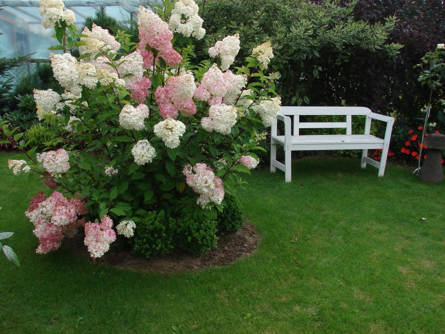 Гортензия метельчатая Виола