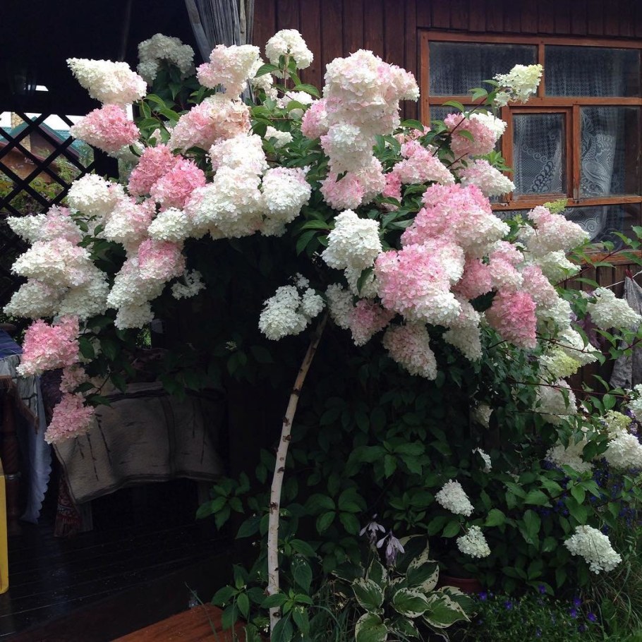 Гортензия Ванилла ырайз