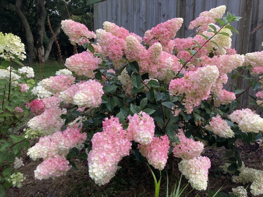 Гортензия метельчатая Фрейз Мельба
