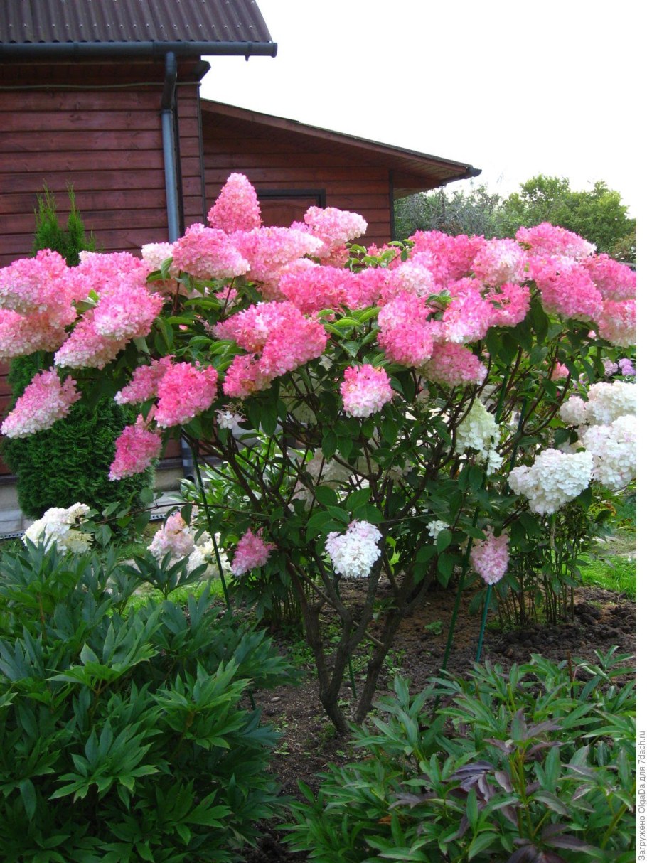 Гортензия метельчатая Ванилла Фрейз