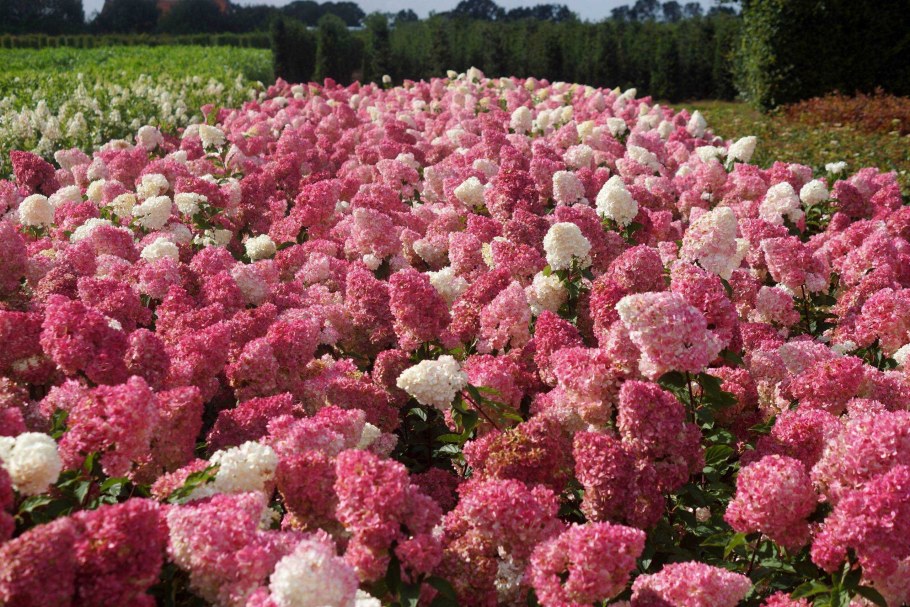 Гортензия метельчатая ванилу Фреш