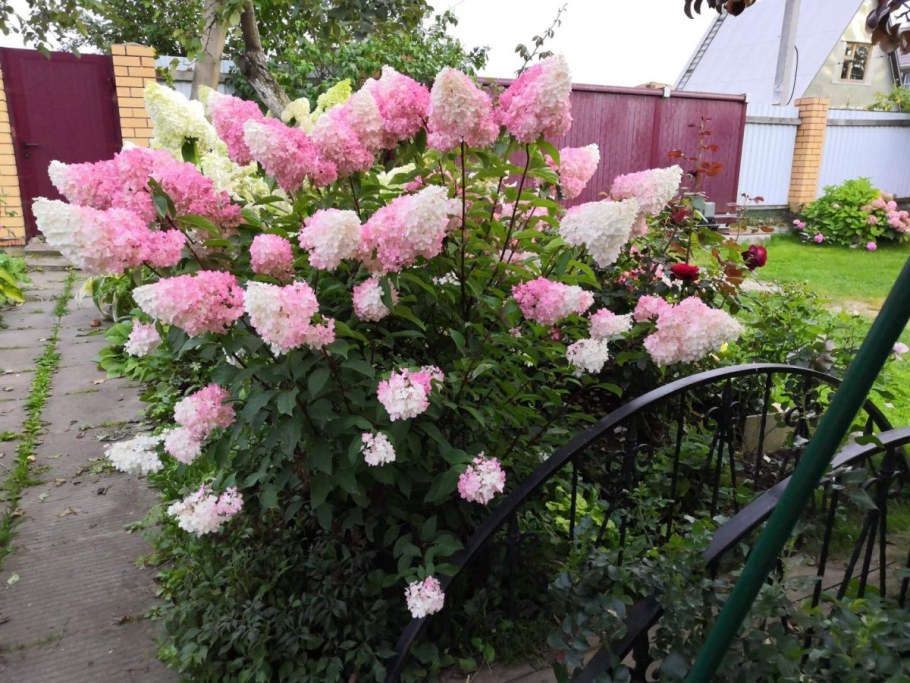 Гортензия метельчатая Ванилла Фрейз