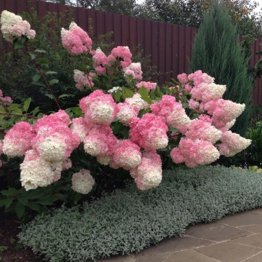 Гортензия метельчатая винила Фрайс