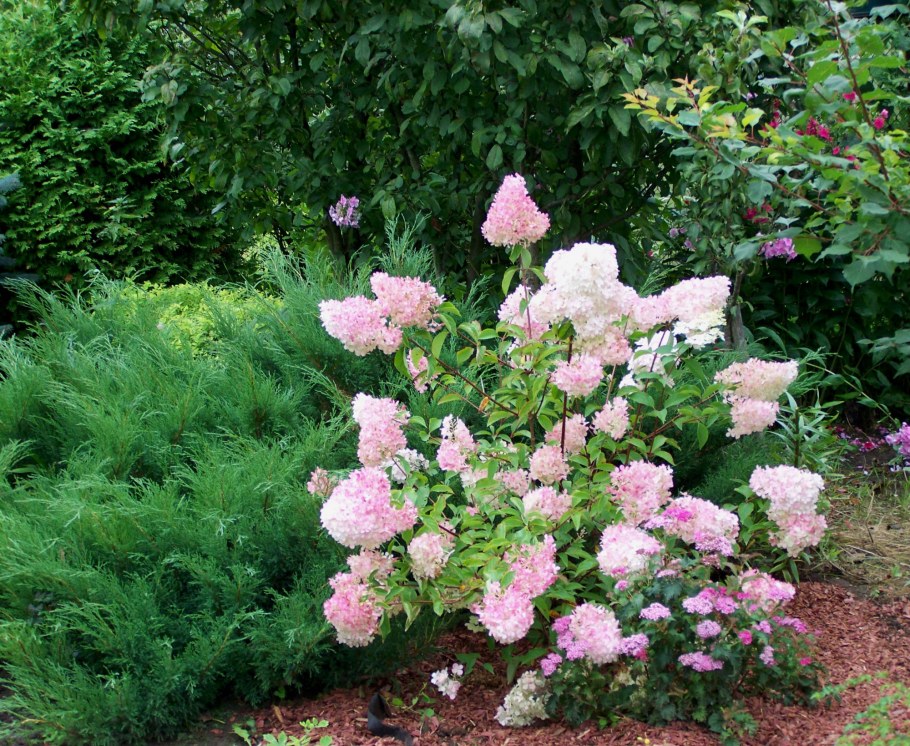 Гортензия метельчатая Ванилла