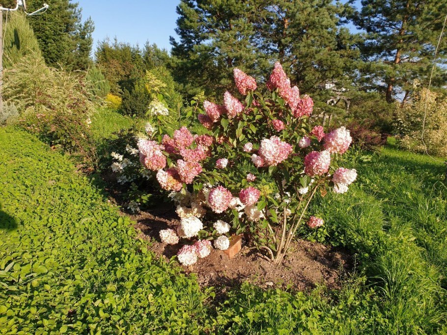 Гортензия метельчатая Ванилла