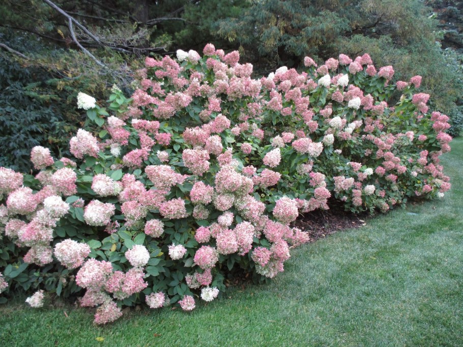 Гортензия метельчатая Ванилла