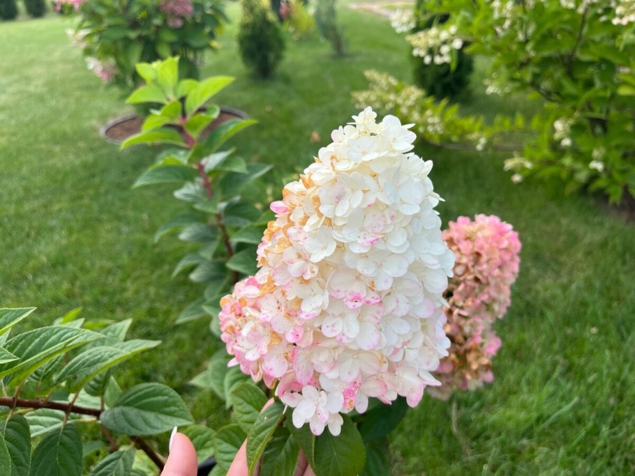 Гортензия метельчатая Сандей Фрайз