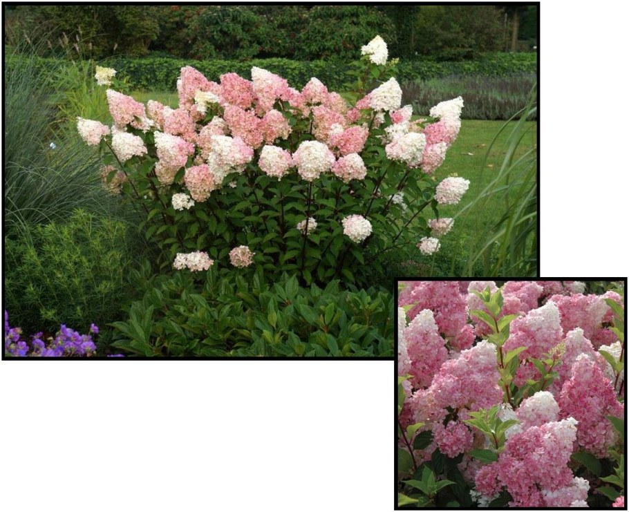 Гортензия Фрайз Мельба