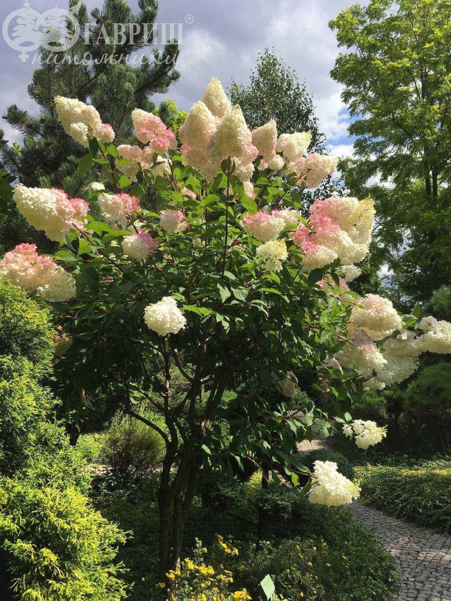 Гортензия Ванилла Фрейз штамбовая
