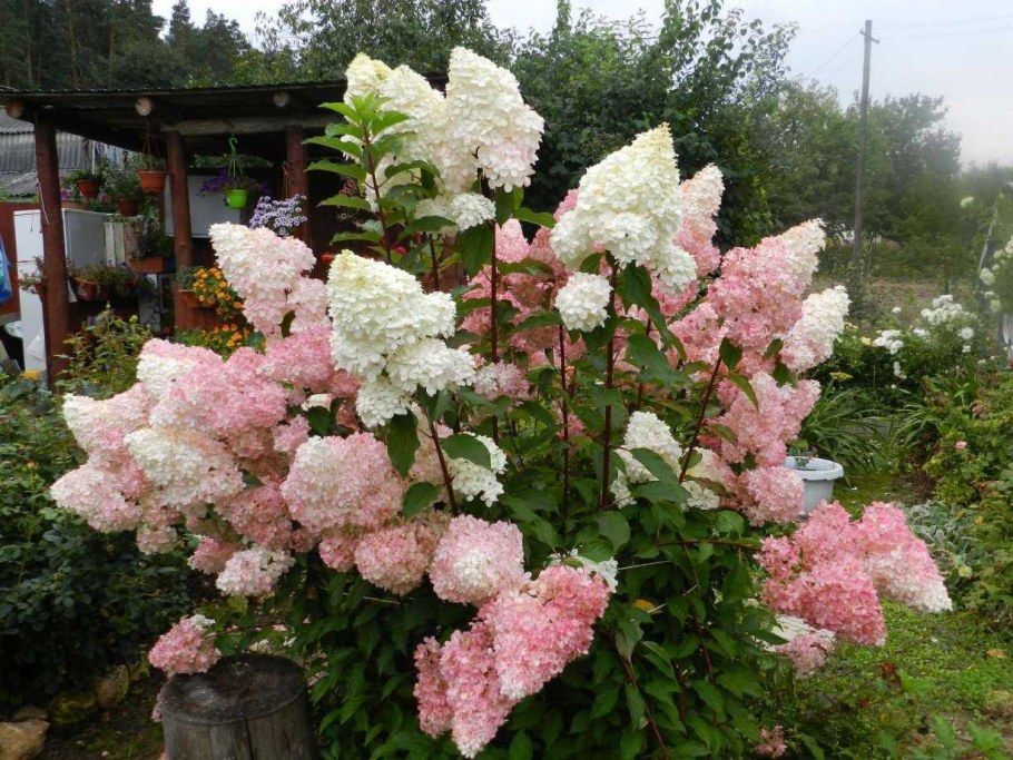 Гортензия метельчатая ванилу Фреш