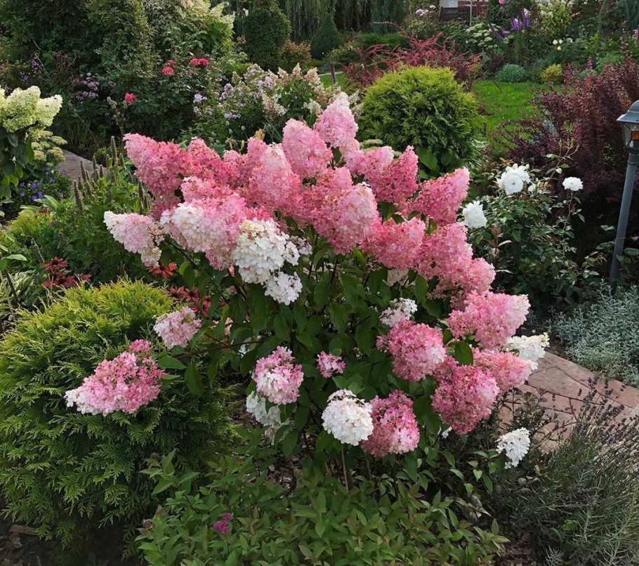 Гортензия Ванилла Фрейз