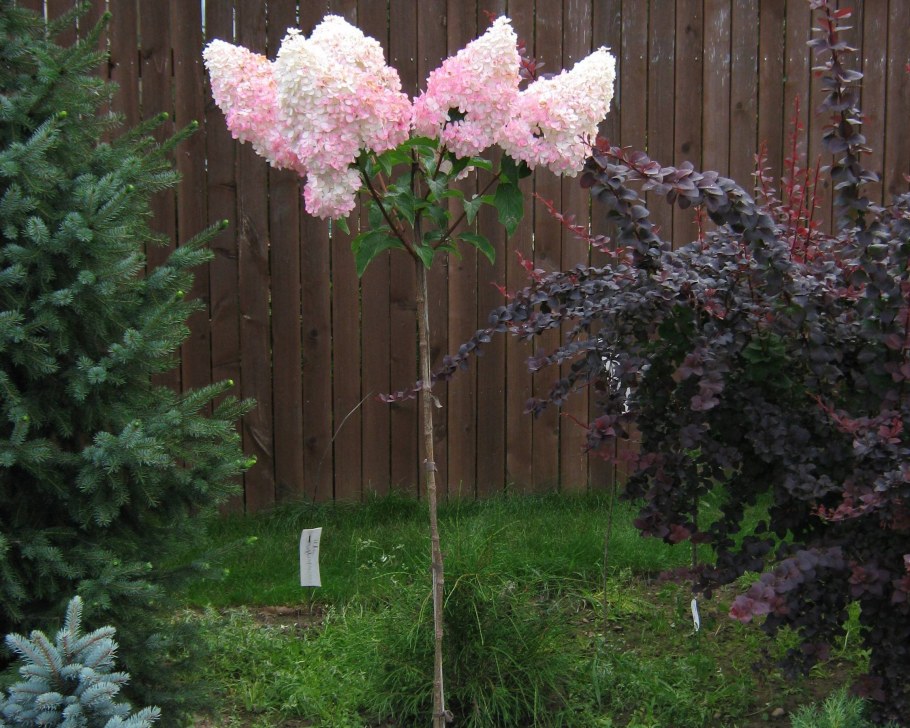 Гортензия Ванилла Фрейз на штамбе