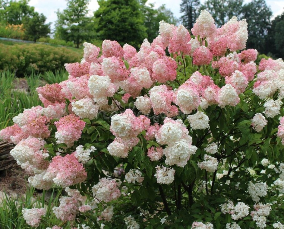 Гортензия метельчатая Ванилла Фрейз