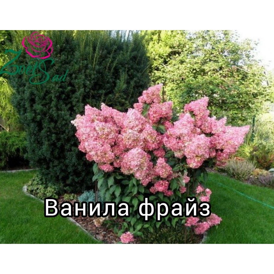 Ванила Фрайз гортензия метельчатая