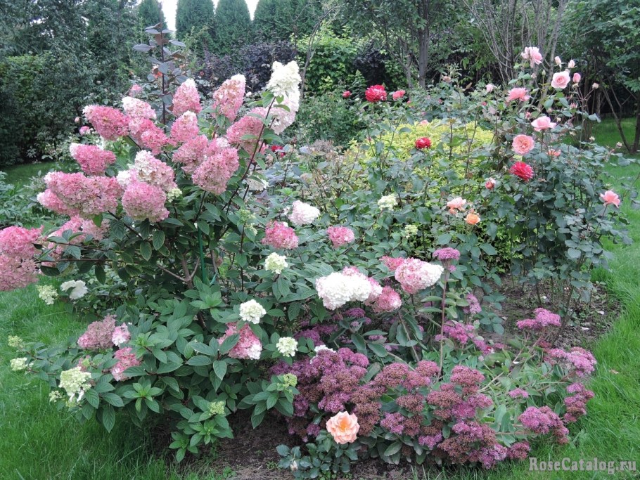 Гортензия метельчатая Ванилла Фрейз в ландшафтном