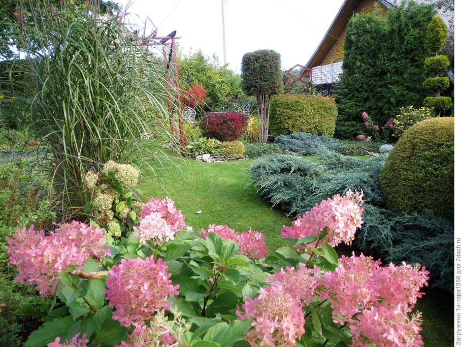 Гортензия Ванилла Фрайз