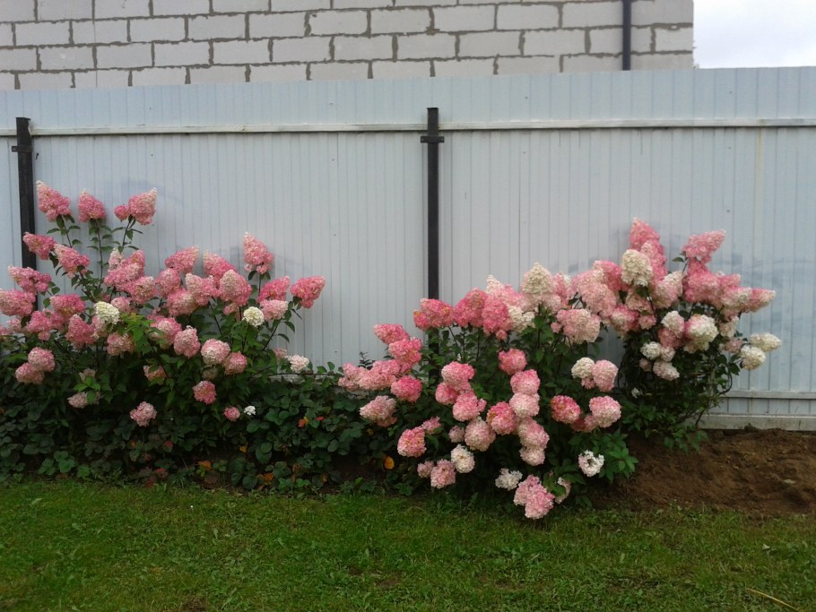 Роза Ванилла Фрейз