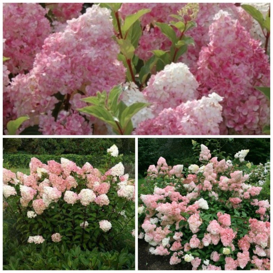 Гортензия Ванилла Фрейз