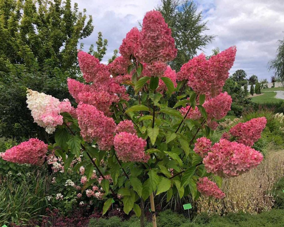Гортензия метельчатая Сандей Фрайз