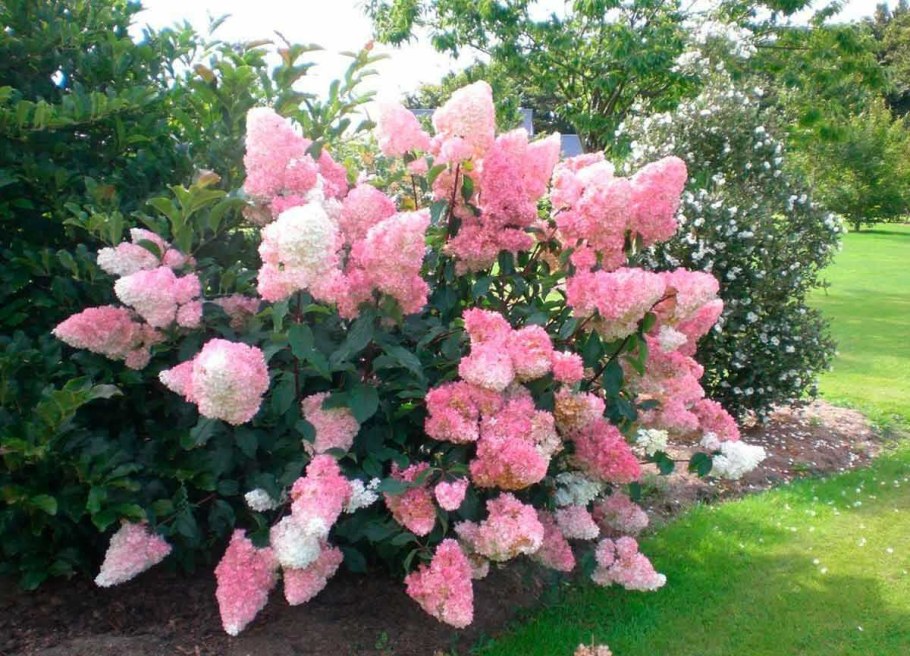 Пинки Промис гортензия метельчатая